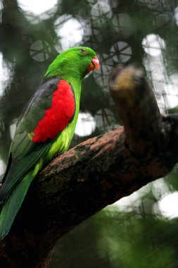 Turuncu lori ya da Trichoglossus capistratus, Endonezya 'ya özgü bir papağan türüdür..
