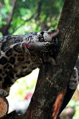 The Sumatran clouded leopard or Neofelis diardi diardi is a type of wild cat that lives on the island of Sumatra. This animal is nocturnal, meaning it actively hunts at night