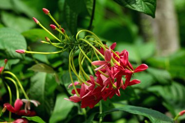 Combretum indicum, commonly known as the Rangoon creeper or Burma creeper, is a vine with red flower clusters. clipart