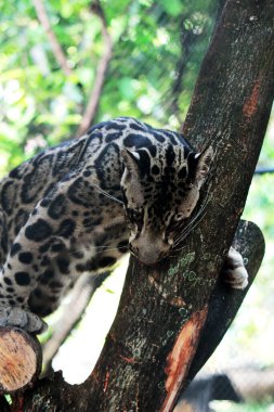 The Sumatran clouded leopard or Neofelis diardi diardi is a type of wild cat that lives on the island of Sumatra. This animal is nocturnal, meaning it actively hunts at night