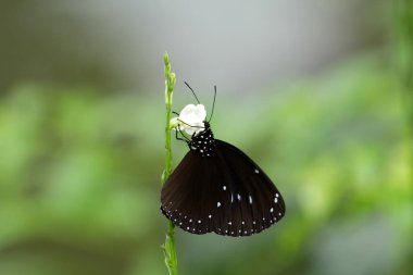 butterfly on a flower close-up view