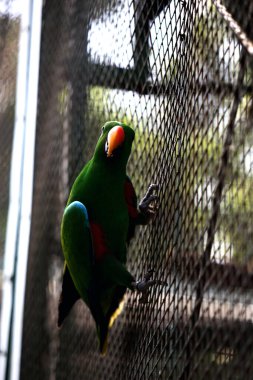 Kırmızı kanatlı papağan veya Aprosmictus eritropterus..