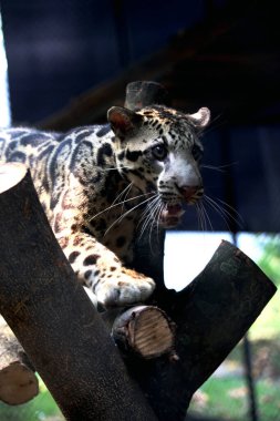 The Sumatran clouded leopard or Neofelis diardi diardi is a type of wild cat that lives on the island of Sumatra. This animal is nocturnal, meaning it actively hunts at night