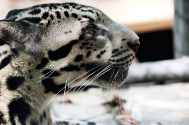 The Sumatran clouded leopard or Neofelis diardi diardi is a type of wild cat that lives on the island of Sumatra. This animal is nocturnal, meaning it actively hunts at night