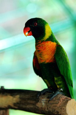 Kırmızı kanatlı papağan veya Aprosmictus eritropterus..