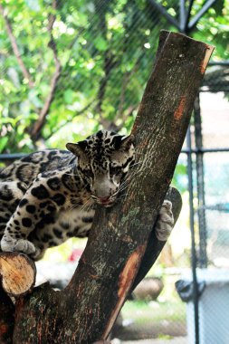 The Sumatran clouded leopard or Neofelis diardi diardi is a type of wild cat that lives on the island of Sumatra. This animal is nocturnal, meaning it actively hunts at night