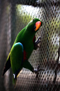 Kırmızı kanatlı papağan veya Aprosmictus eritropterus..