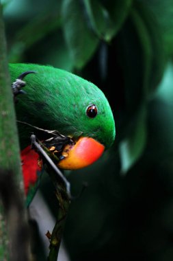 Kırmızı kanatlı papağan veya Aprosmictus eritropterus..