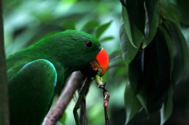 Kırmızı kanatlı papağan veya Aprosmictus eritropterus..