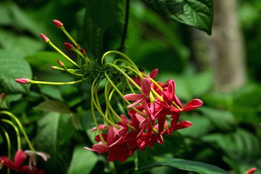 Combretum indicum, genellikle Rangoon sarmaşığı veya Burma sarmaşığı olarak bilinir, kırmızı çiçek kümeleri olan bir sarmaşıktır..