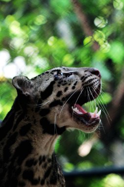 The Sumatran clouded leopard or Neofelis diardi diardi is a type of wild cat that lives on the island of Sumatra. This animal is nocturnal, meaning it actively hunts at night