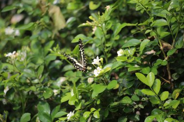 butterfly on a flower close-up view