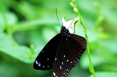 butterfly on a flower close-up view