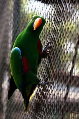 Kırmızı kanatlı papağan veya Aprosmictus eritropterus..