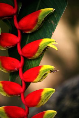 Heliconia süs bitkisi ve kirletici emici olarak kullanılır..