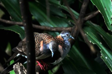 Güzel güvercin kuşlarını yakından çek.
