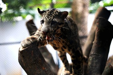 The Sumatran clouded leopard or Neofelis diardi diardi is a type of wild cat that lives on the island of Sumatra. This animal is nocturnal, meaning it actively hunts at night