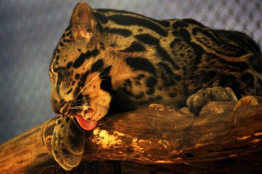 The Sumatran clouded leopard or Neofelis diardi diardi is a type of wild cat that lives on the island of Sumatra. This animal is nocturnal, meaning it actively hunts at night