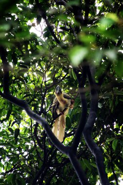 Luzon paslı boynuz gagası (Buceros hidrokoraks)
