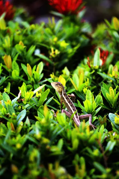 stock image A lizard perched sunbathing on green leaves.