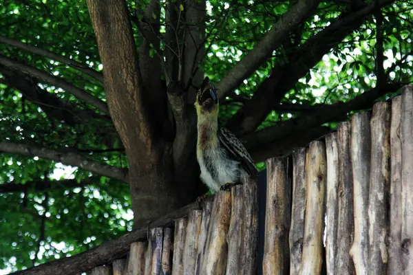 stock image Luzon rufous hornbill (Buceros hydrocorax)