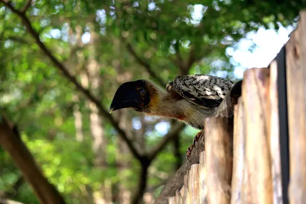 stock image Luzon rufous hornbill (Buceros hydrocorax)