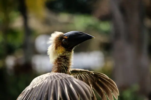 stock image Luzon rufous hornbill (Buceros hydrocorax)