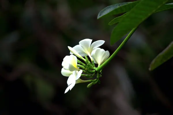 stock image white plumeria flowers close-up view