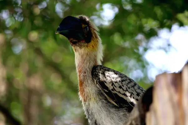 stock image Luzon rufous hornbill (Buceros hydrocorax)