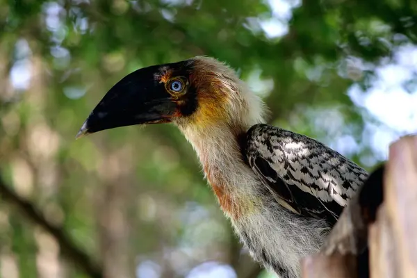 stock image Luzon rufous hornbill (Buceros hydrocorax)