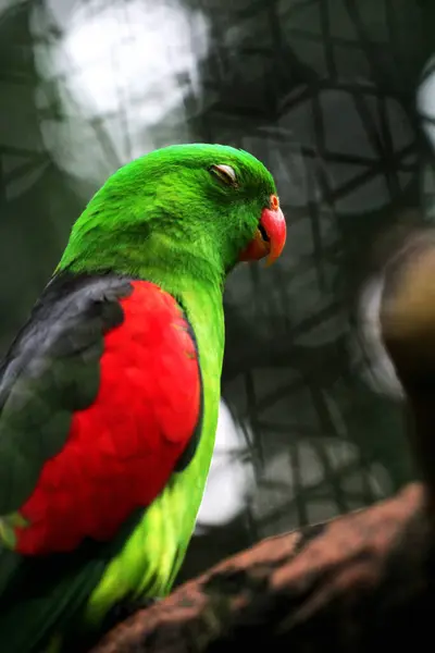 stock image Red-winged Parrot or Aprosmictus erythropterus.