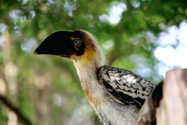 stock image Luzon rufous hornbill (Buceros hydrocorax)