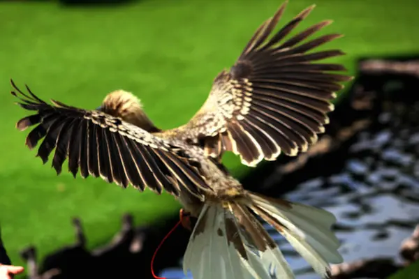 stock image Luzon rufous hornbill (Buceros hydrocorax)