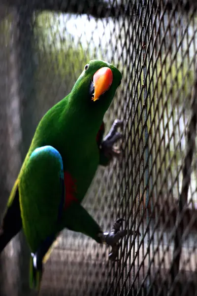 Kırmızı kanatlı papağan veya Aprosmictus eritropterus..