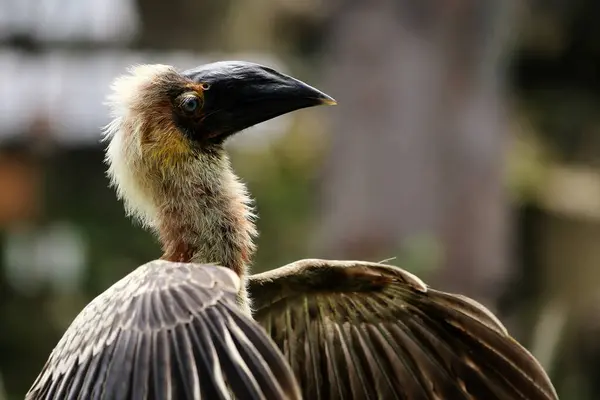 stock image Luzon rufous hornbill (Buceros hydrocorax)