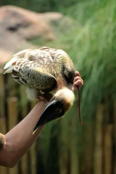 stock image Luzon rufous hornbill (Buceros hydrocorax)