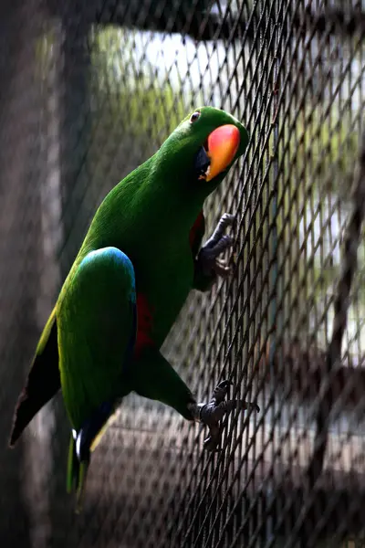 stock image Red-winged Parrot or Aprosmictus erythropterus.