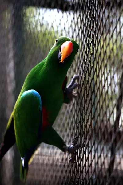 stock image Red-winged Parrot or Aprosmictus erythropterus.