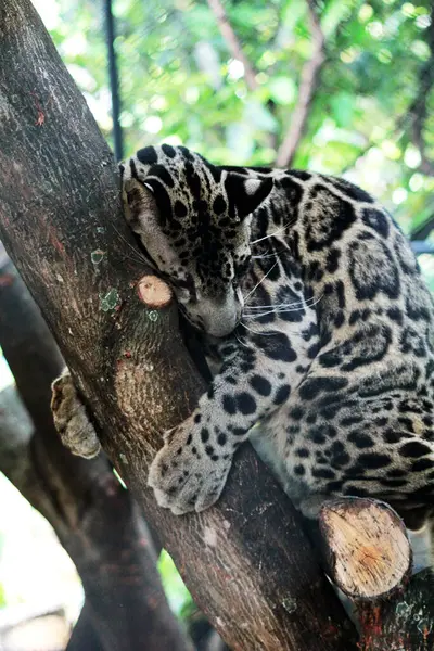 The Sumatran clouded leopard or Neofelis diardi diardi is a type of wild cat that lives on the island of Sumatra. This animal is nocturnal, meaning it actively hunts at night