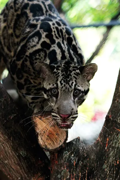 Stock image The Sumatran clouded leopard or Neofelis diardi diardi is a type of wild cat that lives on the island of Sumatra. This animal is nocturnal, meaning it actively hunts at night