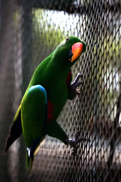 Kırmızı kanatlı papağan veya Aprosmictus eritropterus..