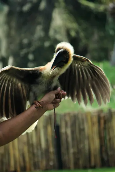 stock image Luzon rufous hornbill (Buceros hydrocorax)