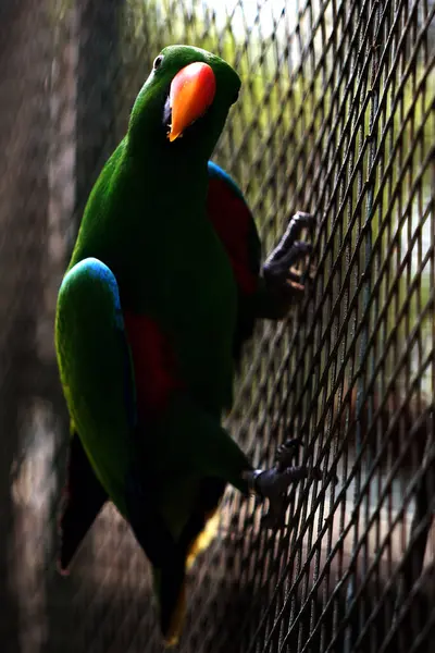 Kırmızı kanatlı papağan veya Aprosmictus eritropterus..