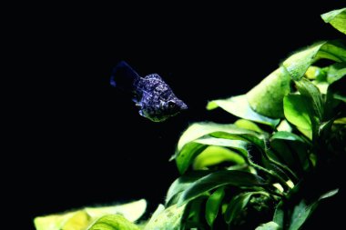 Akvaryumdaki güzel tropikal balıklar