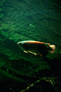 Arowana ya da Scleropages formosus, tatlı su balığının bir türüdür..