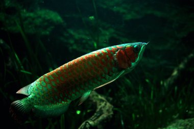Arowana ya da Scleropages formosus, tatlı su balığının bir türüdür..
