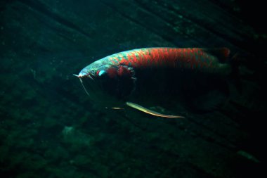 Arowana ya da Scleropages formosus, tatlı su balığının bir türüdür..