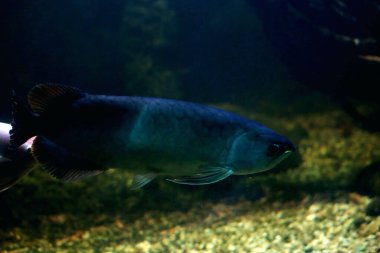 Arowana ya da Scleropages formosus, tatlı su balığının bir türüdür..