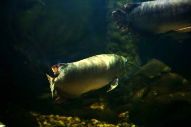 Arowana ya da Scleropages formosus, tatlı su balığının bir türüdür..