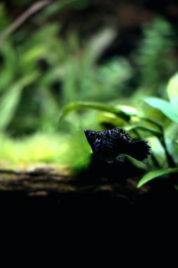 Akvaryumdaki güzel tropikal balıklar